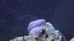 Kopia (2) S1070013 kopia