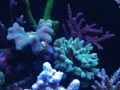 Seriatopora niby żółta i zielona fluo