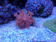 Różowa i niebieskie mordki