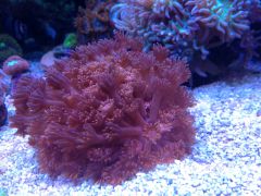 Moze czerwona a moze nie wiem :-D