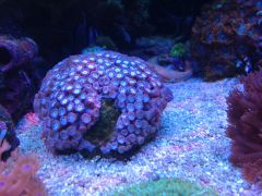 Fiolet i Foch ale moze jej przejdzie