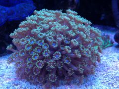 Zielona i niebieskie mordki