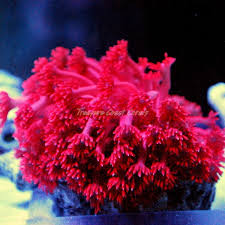 gonipora