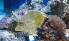 Acreichthys tomentosus