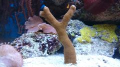 Montipora digitata Red