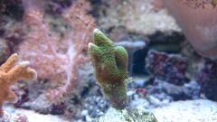 Montipora digitata green