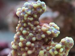 Proszę o identyfikację