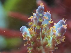 Proszę o identyfikację