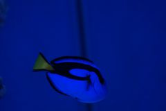 paracanthurus hepatus