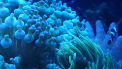 niebieski i zielony w aktynice