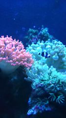 czerwony i niebieski w aktynice