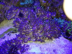 BUDZĄCE SIĘ BRIAREUM