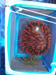 Czerwony Quadri I Anemonia Virdis