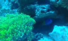 Pictichromis pacagnellae