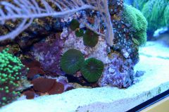 DSC 0074 (1800x1192)