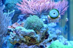 DSC 0056 (1800x1191)