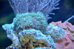 DSC 0051 (1800x1192)