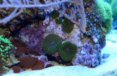 DSC 0075 (1800x1164)