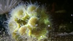 caulastrea