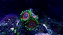 Zoa2.jpg