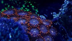 Zoa1.jpg