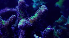 Pocillopora_fioletowa.jpg
