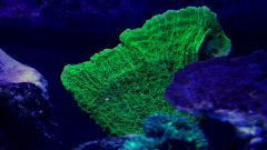 Montipora_zółta.jpg