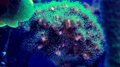 Pocillopora_tricolor2.jpg