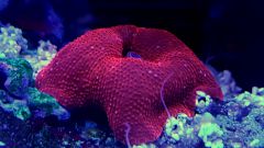 Discosoma Red