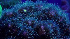 Pocillopora_tricolor1.jpg
