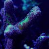 Pocillopora_fioletowa.jpg