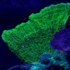 Montipora_zółta.jpg