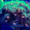 Pocillopora_tricolor2.jpg