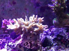 image 769e234bdd1a8011fc3c28cc0b0aff2fa208b9b9ada52266baf91166498e1787 V