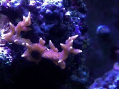 image 6e0707060bb1b664ef17ccf555537f6c13be539e92166254aebb2c5634f56e88 V