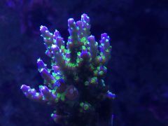 image 599b906e3f98ce144bfaba0983a813b5b366d4c5aabd16f029b9216a91a0d5c8 V