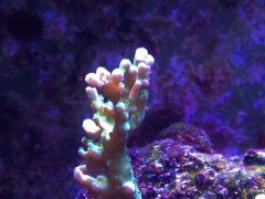 image 661e3b7cc02eff4aa727b44267da45fd2f2b5a59c84061efff96511186435963 V