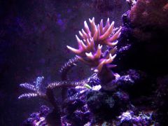 image 263c04fcac560503f01c9ca0c3c6d8f84de7856da49b2d20e6449da8114f0534 V