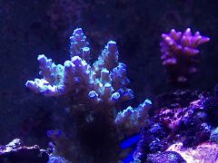 image 532fb9c7f3f69b7496668ac47e56510789df1700f87bcda555fd1f2b0b1621d0 V