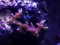 image 11d08b7ac5006162e9dd546468fb78d66849eccc0eb2dcb33410b8cea0964db6 V