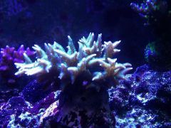 image 974c529e1693f3d4ecf9dc43c432d3295446e1c4bae42c4a7d3ed4f2134d1e96 V