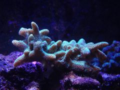 image 180e6850ab07d1df8233ceae1546d7ee3665e48017fe869898004afee27c5d47 V