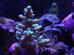 image 99e51f1a83bfb2ede08dbb7d50cc909e5845ef671a7ac122cd9ef359843de000 V