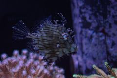 Chaetodermis penicilligerus