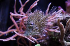 Chaetodermis penicilligerus