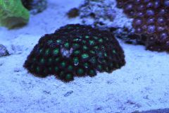 Zoa
