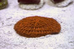 Fungia sp. Orange