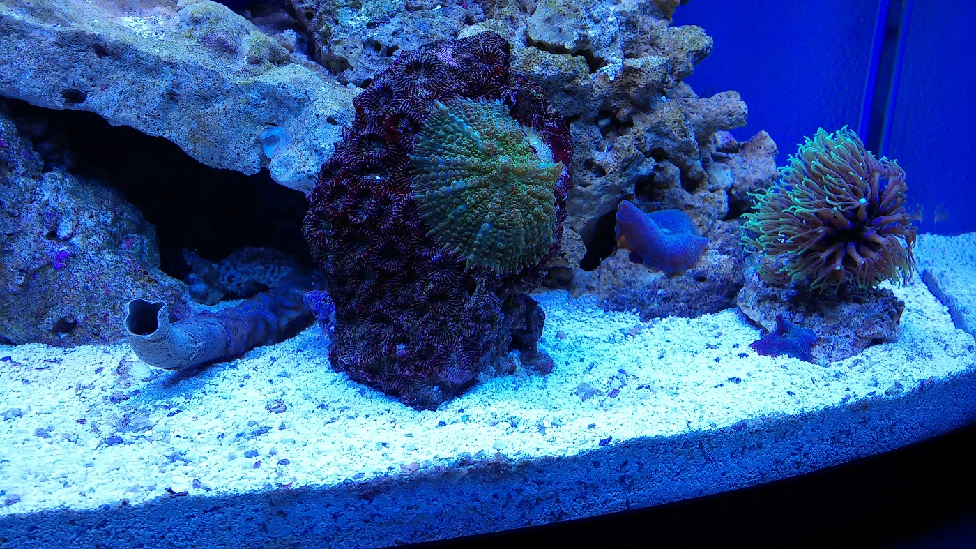 reefmax