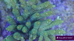Acropora