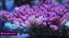 Acropora hiacyntus